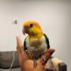 Beautiful Caique Bird