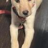One female puppy for sale
