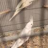 Cockatiel 