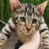 Bengal boy kitten. Ready to go vermilion,OH