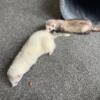 Bonded Ferrets (one male and female both fixed)