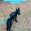 Akc German Shepherd Puppies