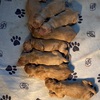 Golden Retriever Puppies