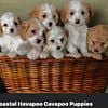 Cavapoo -  Havapoo - Puppies