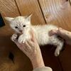 For Sale Bengal Cub