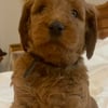 Gorgeous F1BB goldendoodle male