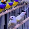 Gouldian finch - $150 (Richmond)