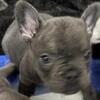 Merle and blue French bulldog pups RTG