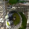 Black cap conures PROVEN PAIR