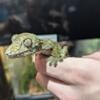 Sameti leaf tail gecko