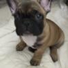 French bulldog puppies ready