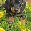 Miniature Dachshund Puppies