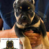 American Bully Puppy - Ace, ABKC Male, Cropped Ears.
