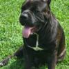 AKC:ICCF Trained Alcors Bloodine Male Cane Corso