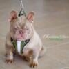 Isabella Frenchie stud Orlando florida