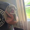American Bully Puppies 
