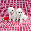 ENGLISH CREAM GOLDEN PUPPIES AKC