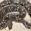 2019 Dumeril Boa for sale