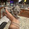 Merle rare toy poodle dog Female gray newborn only 1 week