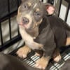 American bully males