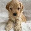 Miniature Goldendoodle F2b- Male.