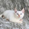 Siamese kittens for adoption