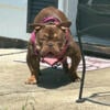 $1000  micro bull dog