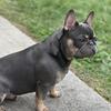 Stud French Bulldog