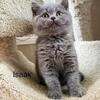 British kittens Long island