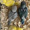Baby Quakers Handfed & tame (SOLD)