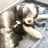 Portuguese Water Dog Puppies for sale - Hypoallergenic and Non-shedding