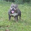 🏆 AMERICAN Bullys puppies- Premium Bloodlines- Loyal&Family raised 