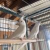 Albino Cocktiel 1 year old