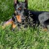 UPCOMING EUROPEAN DOBERMAN LITTER - FULLY HEALTH TESTED PARENTS