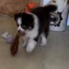 Toy Australian shepherd 