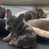 Pure AKC French bulldog pips