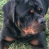 Rottweiler Puppies from Imported Parents