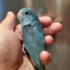 Breeder parrotlets available