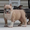 Female American Bully Pups