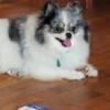 Charm the Pomeranian 