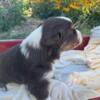 Red Tri Female Australian Shepherd Puppy