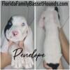 Basset Hound Puppies Floral City, Florida