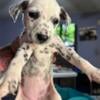 Dalmatian puppies ohio 330 843 0523