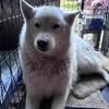 Phantom husky female