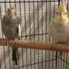 Birds, Cockatiel for sale, could negotiate the price ca 3