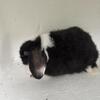 Holland Lop Broken Black Bunny - 8 Weeks Pedigreed 