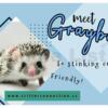 Adopt a Hedgehog - Ohio - near MI/IN border