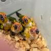 Babies sun conures  Quakers. Green cheeks. Cockatiels more 