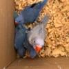 Baby Indian ring necks and conures