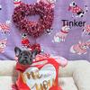 Tinker - Frenchie 